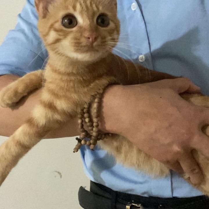顽皮一阵风讲房