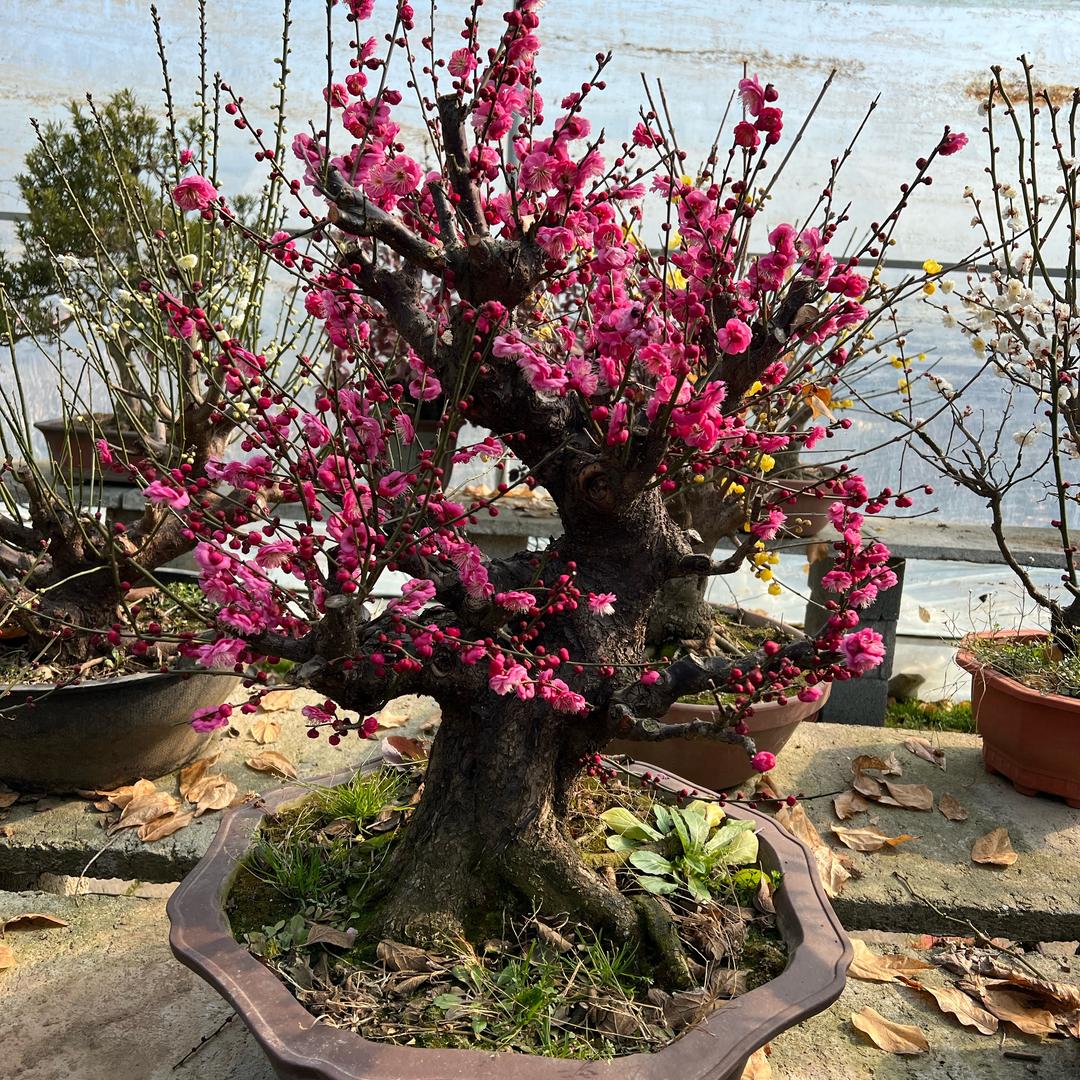 鸿云轩花卉