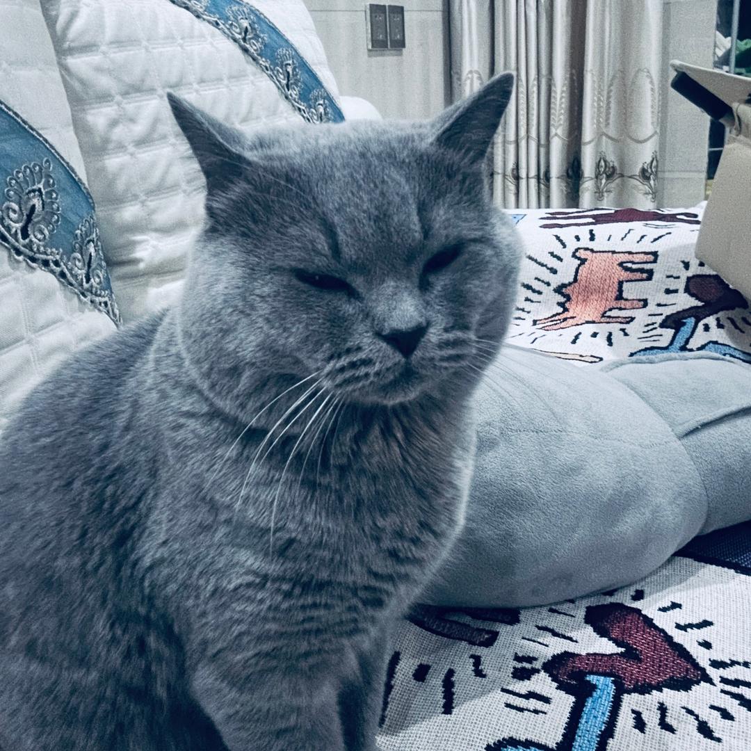 有只蓝猫叫老三