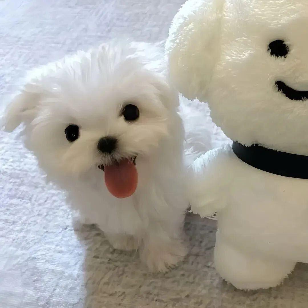 小薯