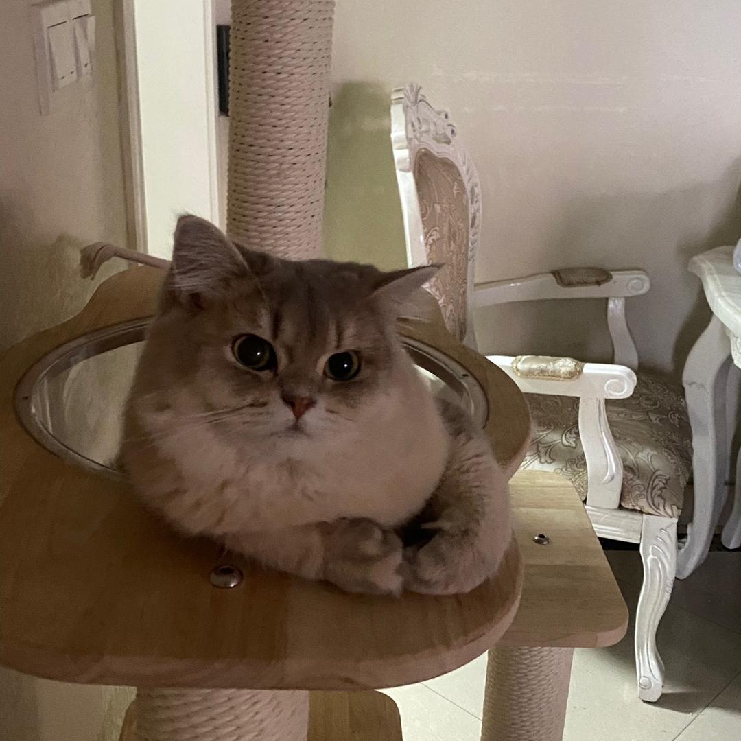 家有两只猫