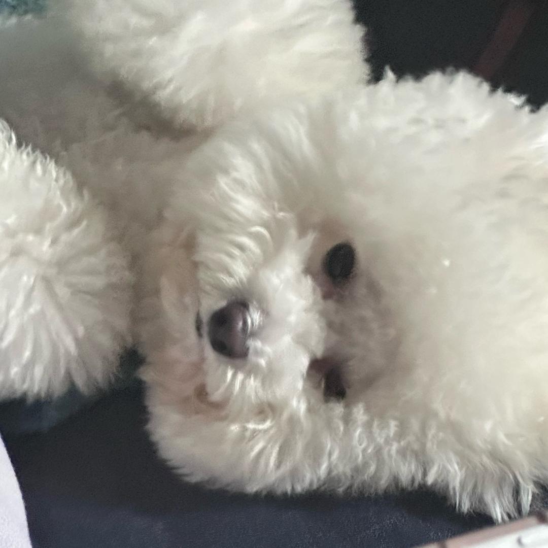 顶级犟种
