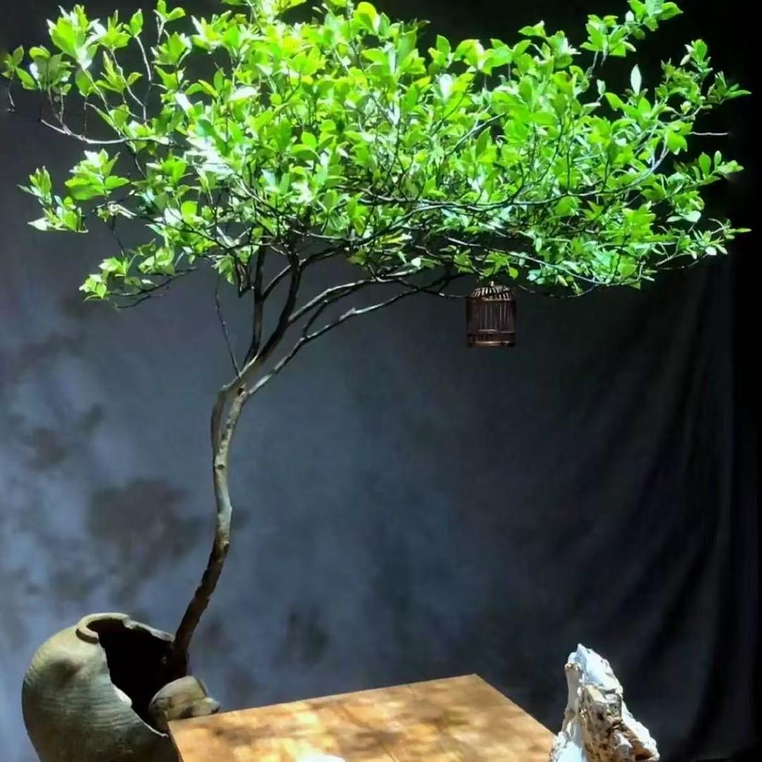 高山紫薇栀子花黄卢