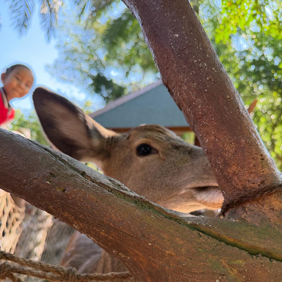 ♚๓₯㎕凹凸曼打^小怪兽