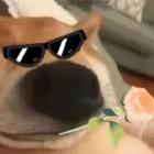 狗总（乱玩游戏第一人）