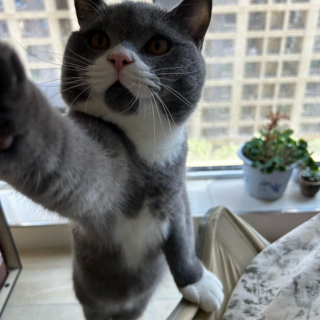 甜荞的甜你不懂