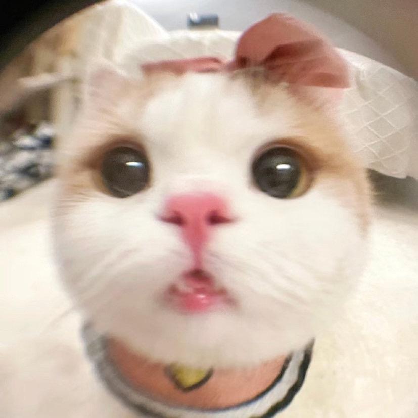 发财小6