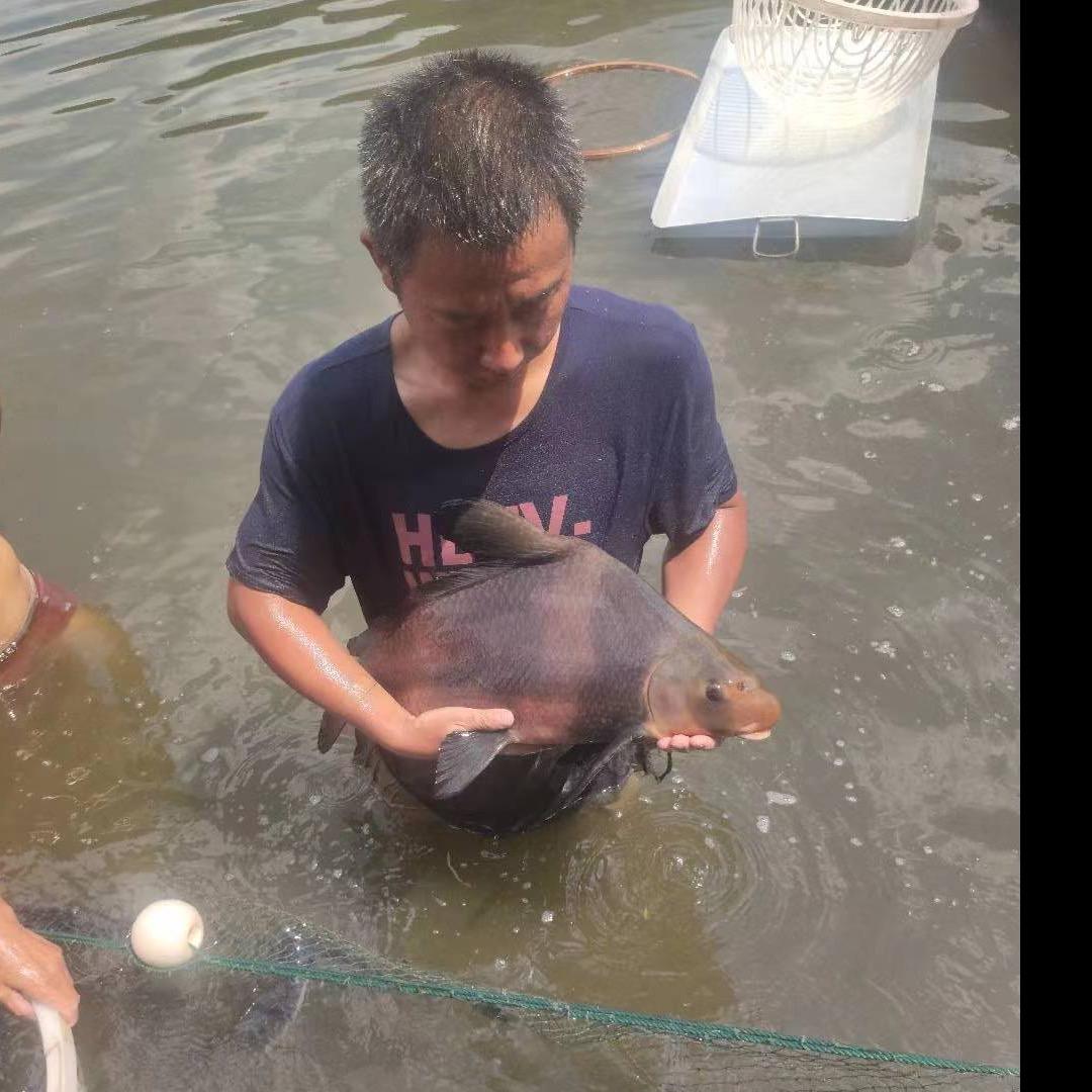 老牛有田∽攀枝花阳光果蔬店