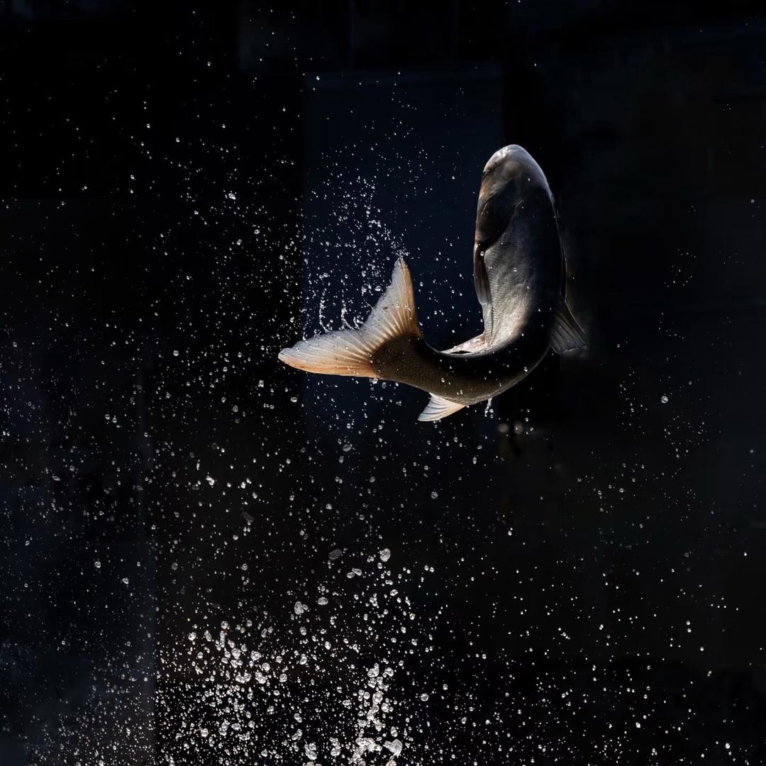 一个卖鱼卖虾的