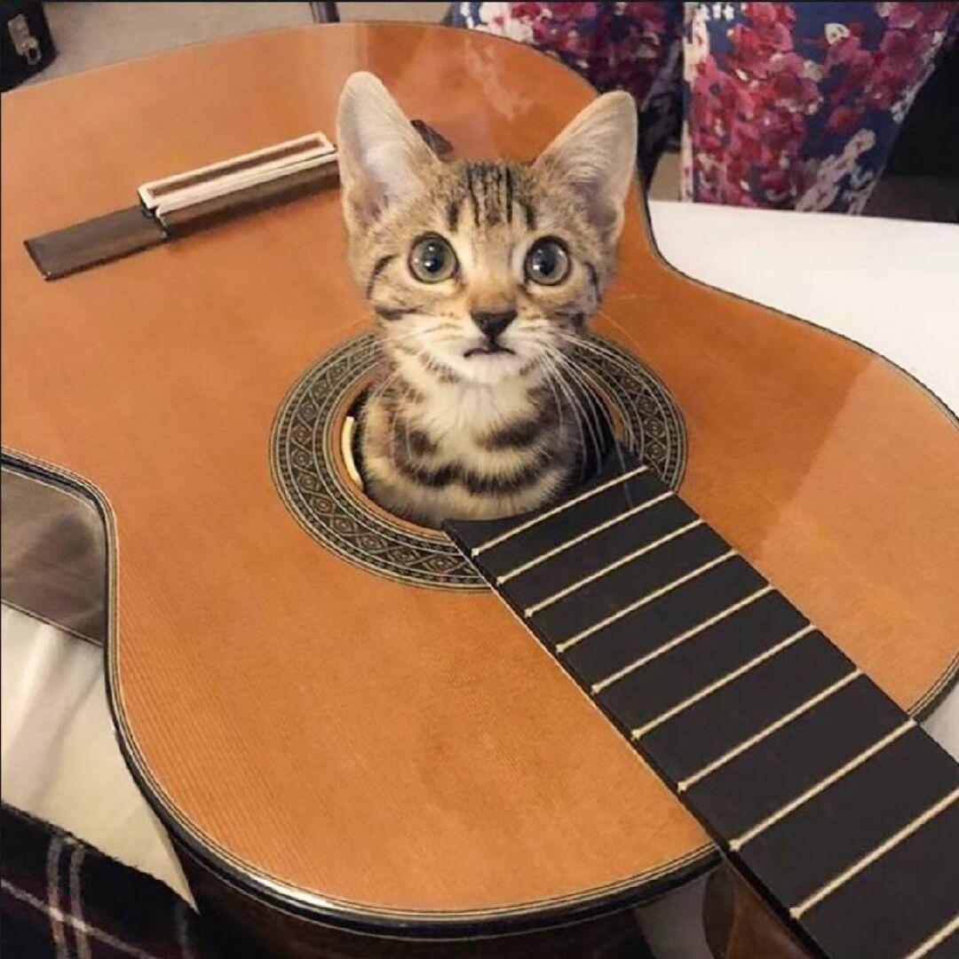 不甜的麦芽糖🎸