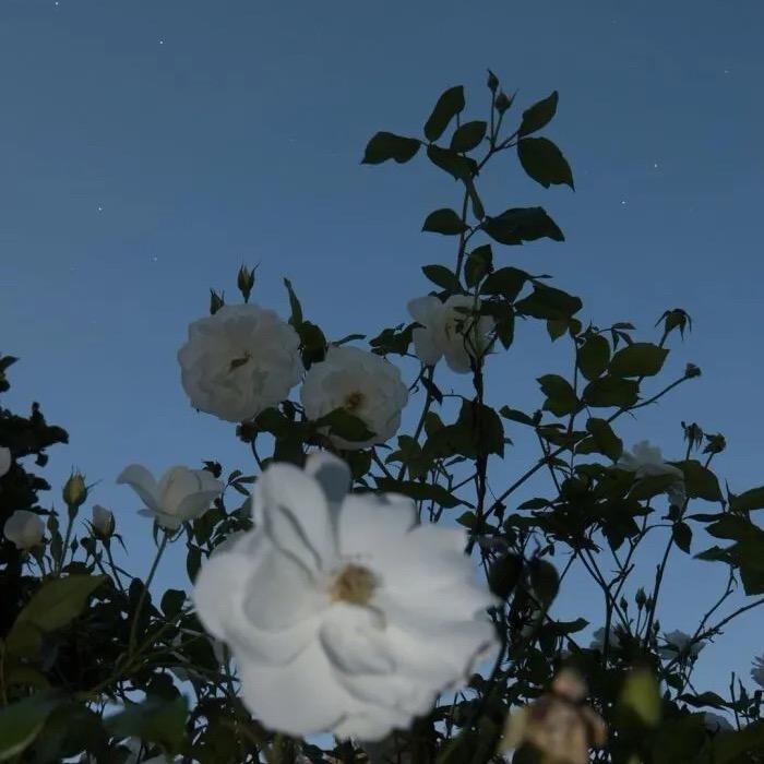 奥特曼的特