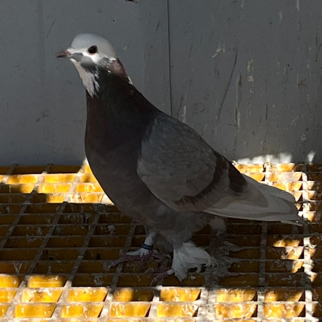 新疆翻翻蝶城一号扎提_丫外