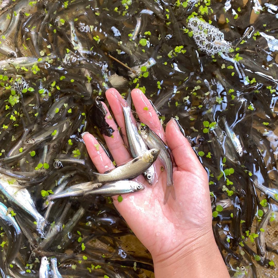 武汉新洲鱼苗基地