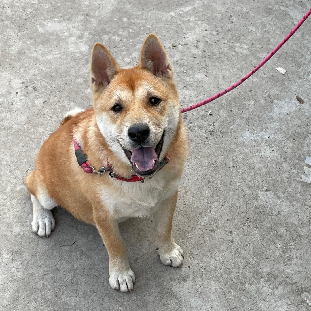 科比的爱犬