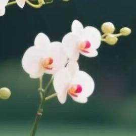 2221551803🌺🌺🌺