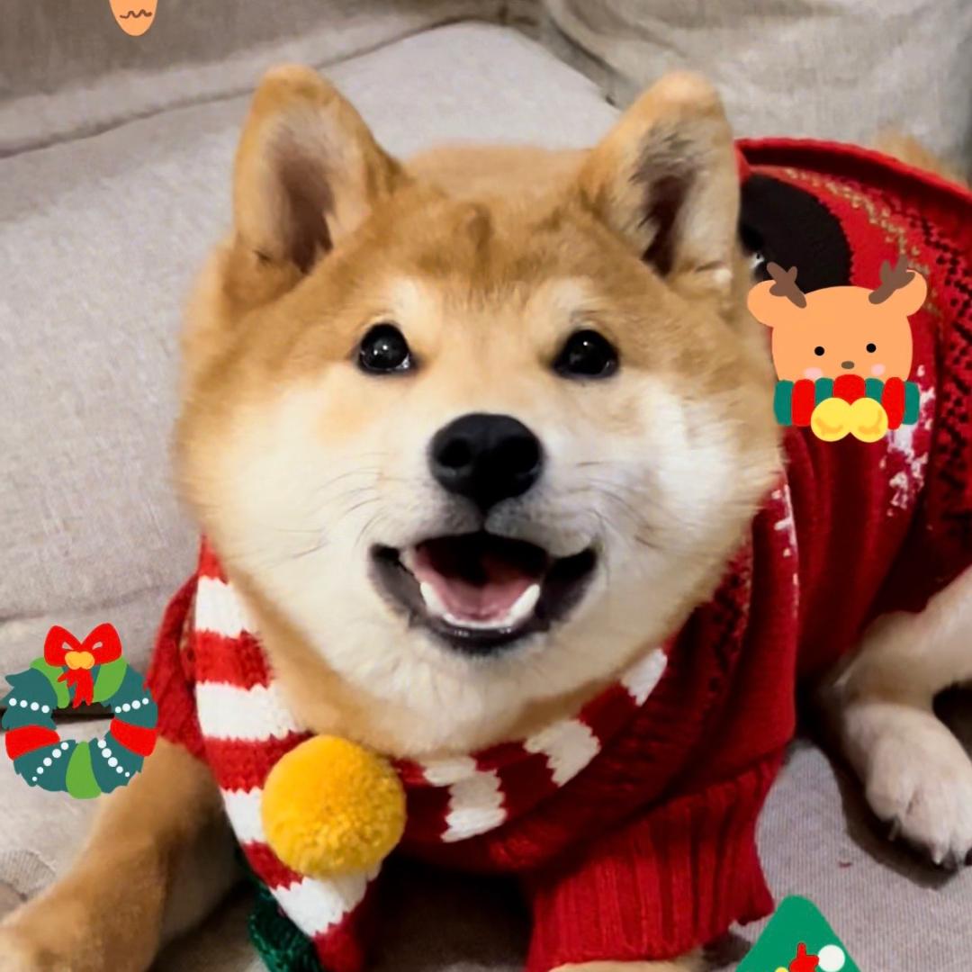 柴犬豆包