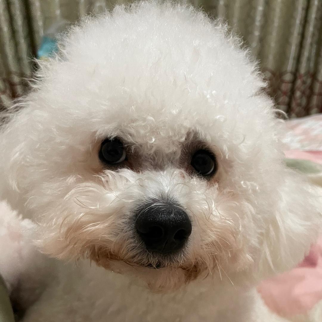 咚铛铛