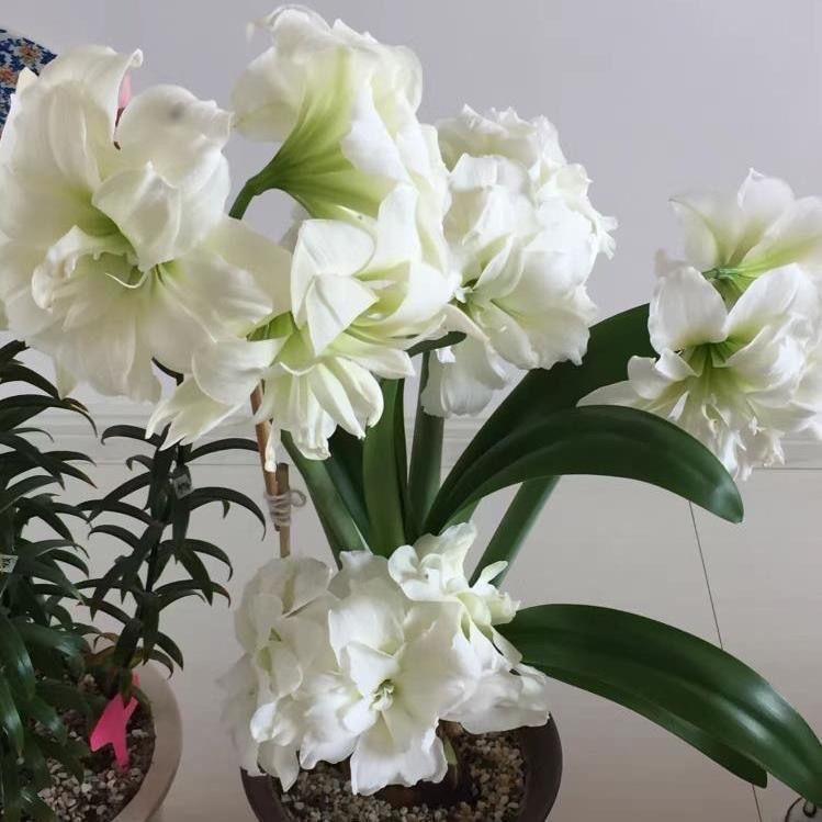 冬哥花卉园艺
