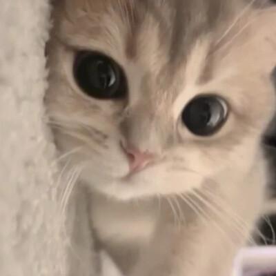 不好骗的酱香鸭