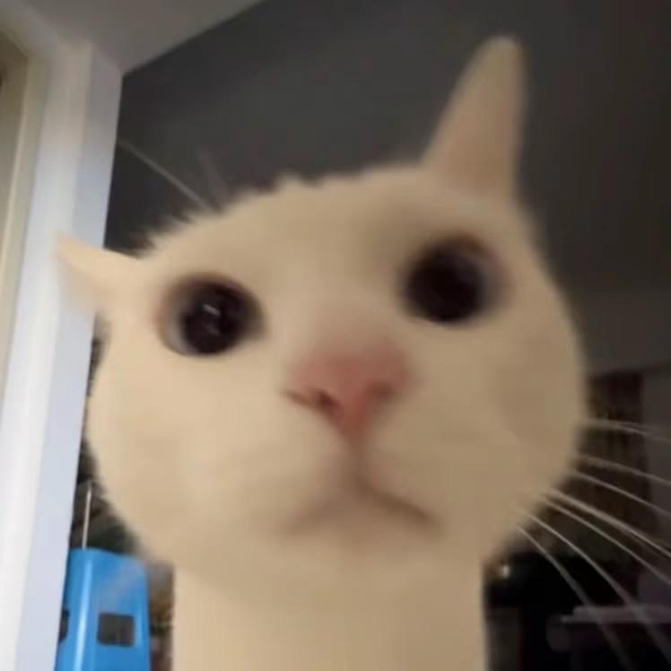 oo🐟、