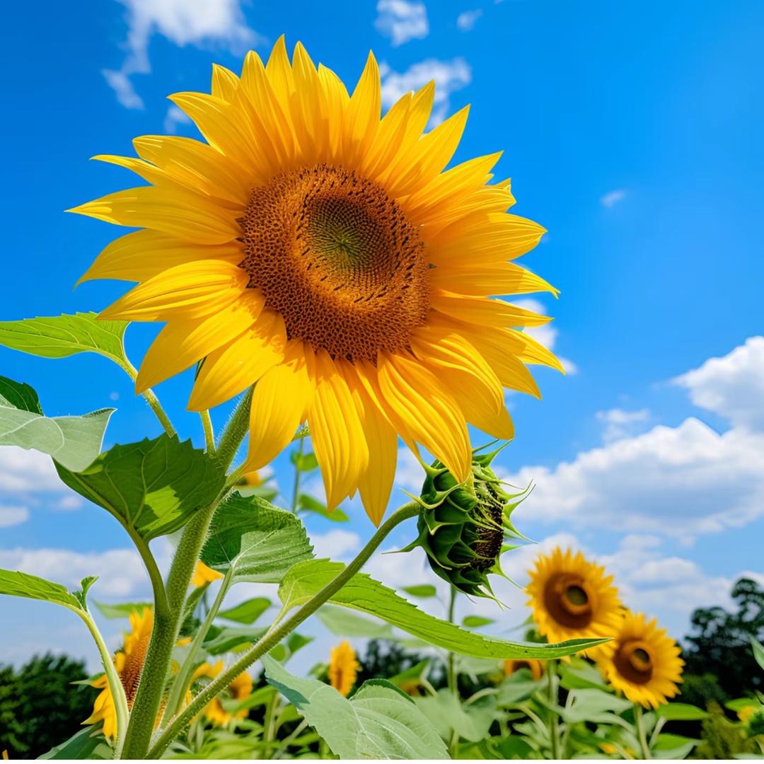 小花吖～画画🎨