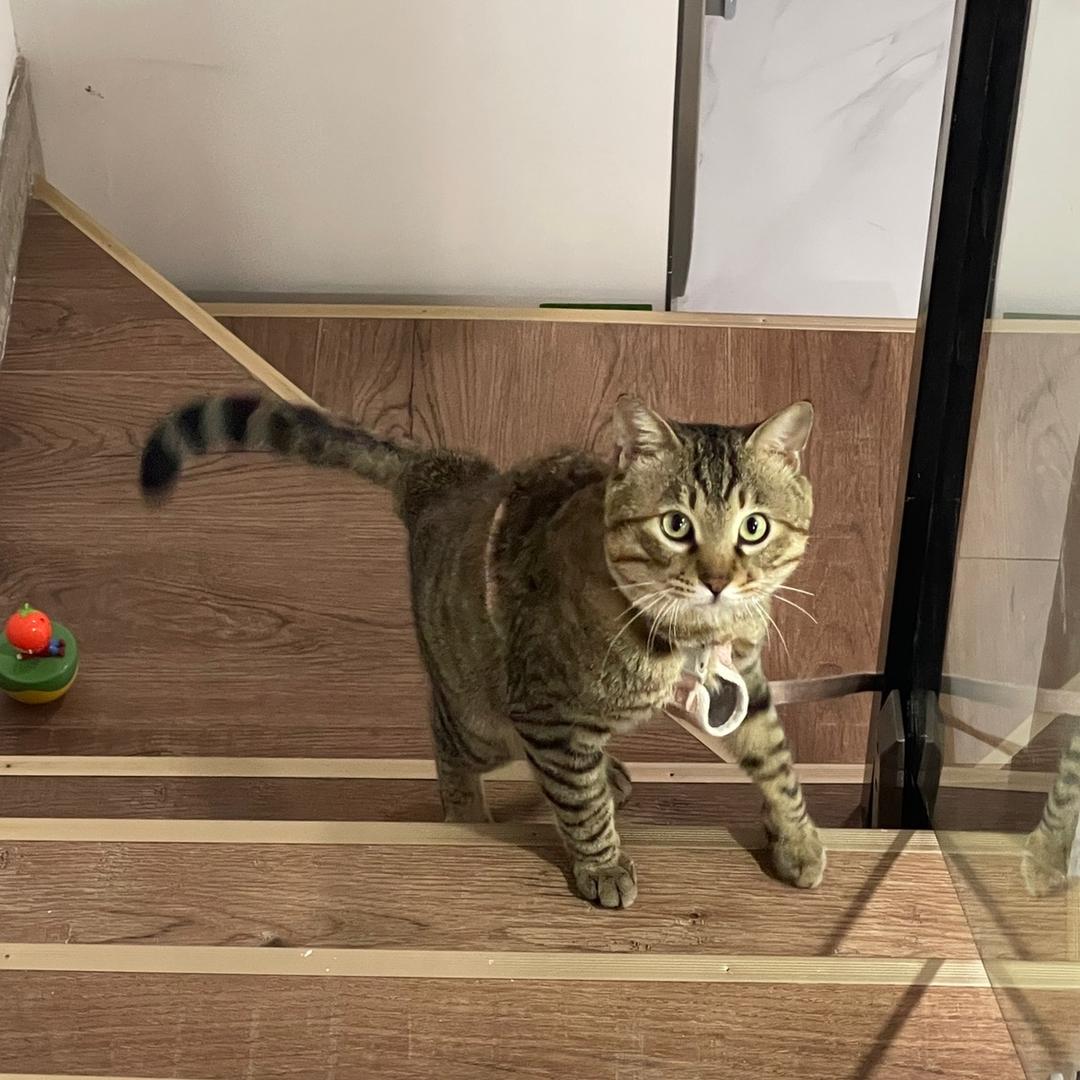 疯狂大姆猫