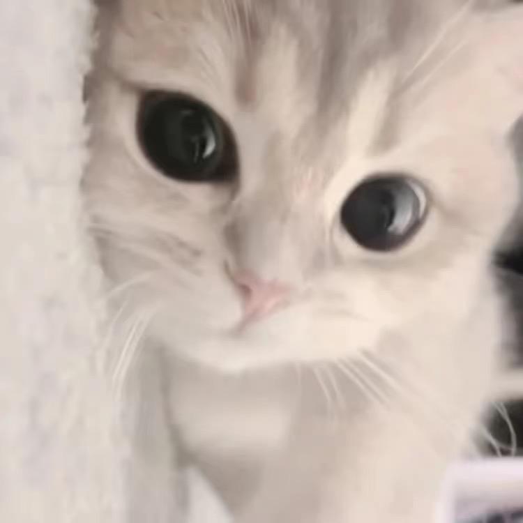 爱吃小番茄