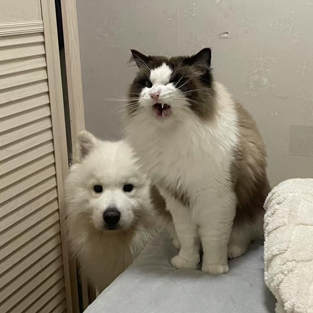 浅浅尝一口脆脆