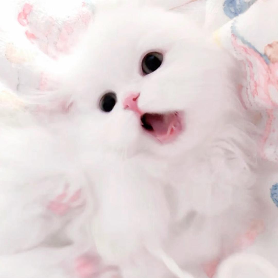 小鱼丸quq