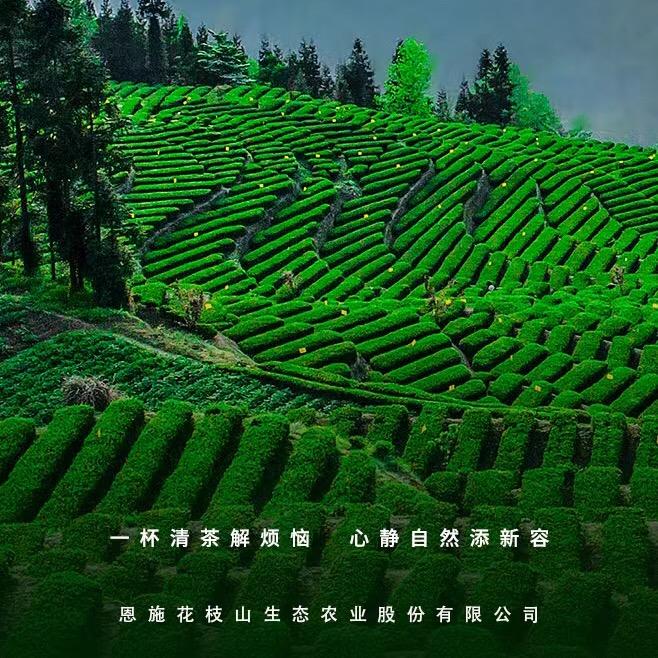 花枝茶【恩施玉露🍵富硒茶】
