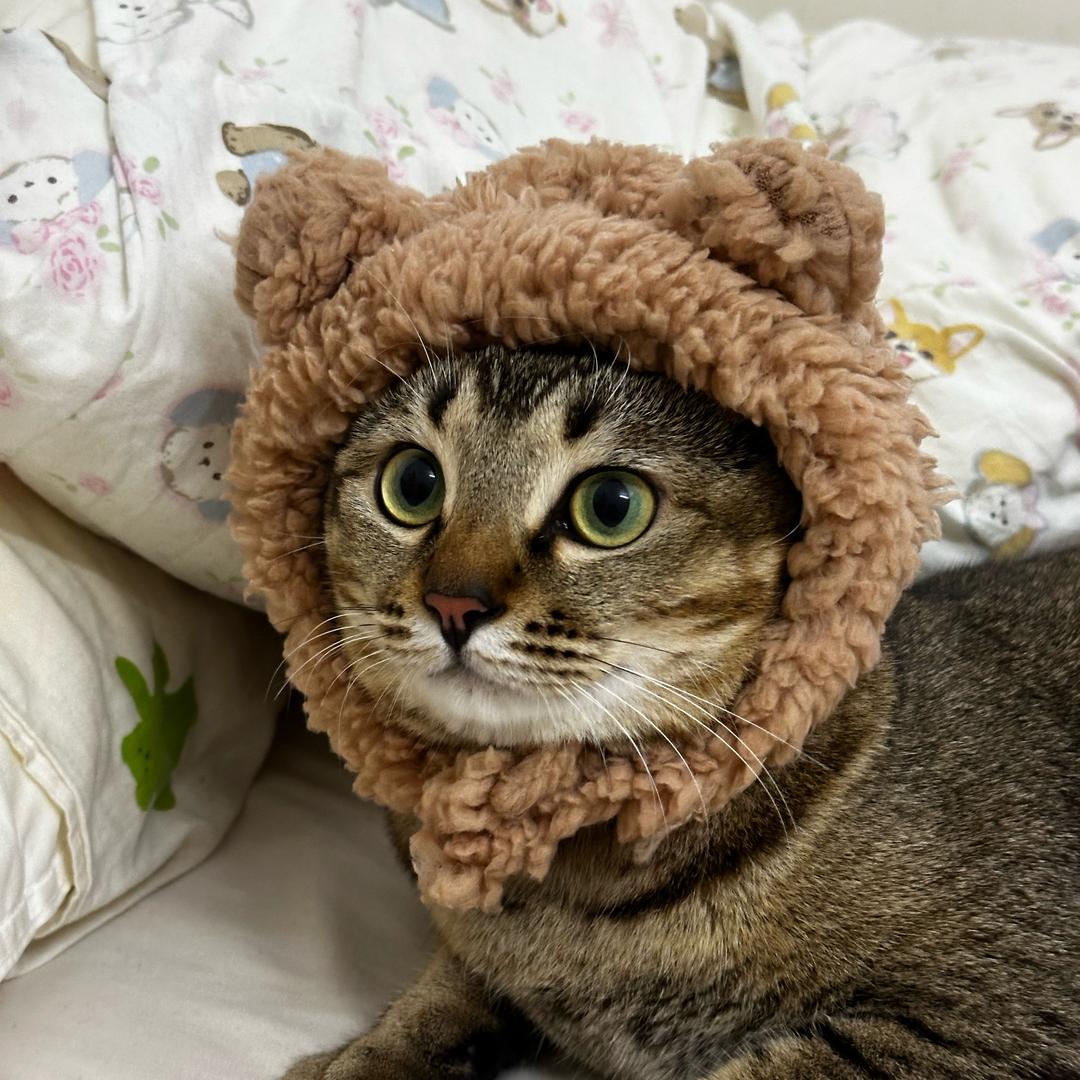 麻将是只小猫咪