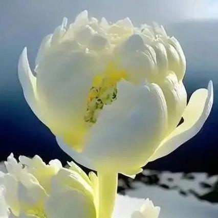 白衣胜雪庆余年：字暖之