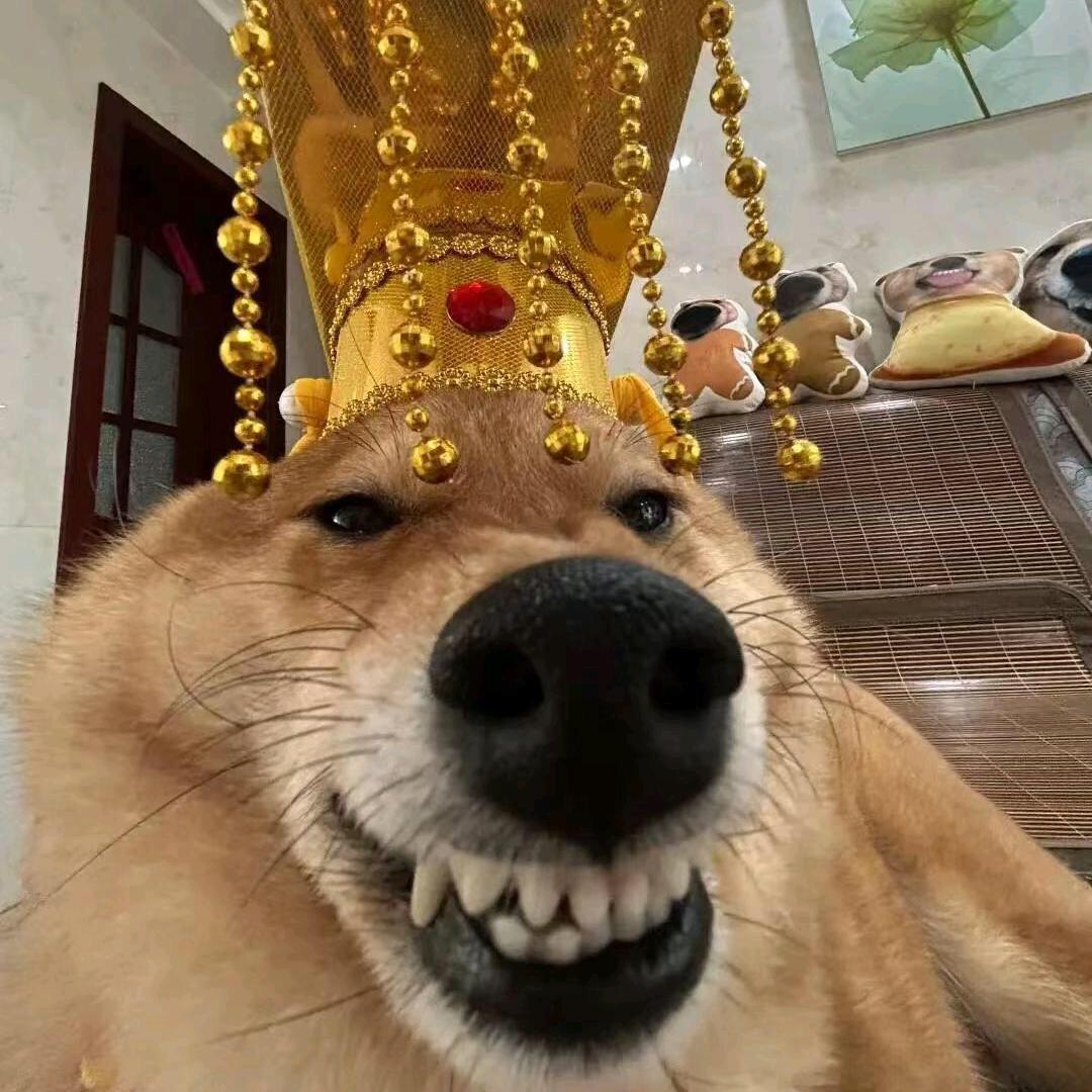 cheems蚕豆