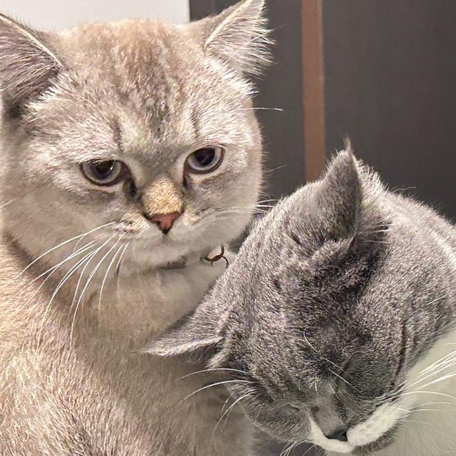 朵朵和她的猫儿