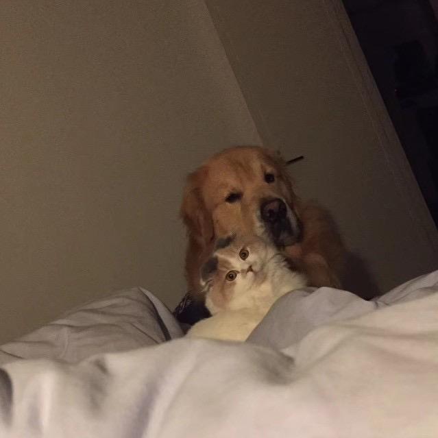 whereistheleo