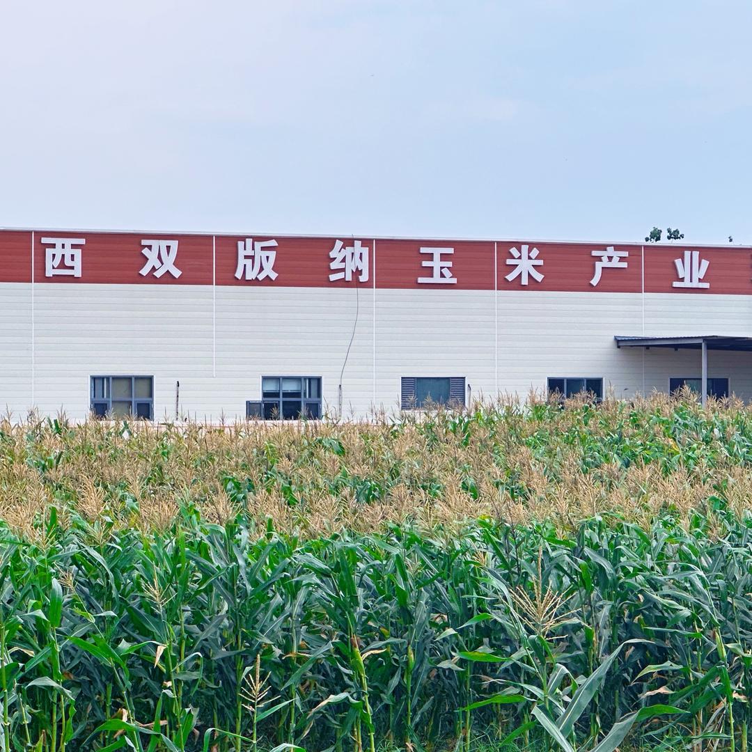 西双版纳玉米工厂