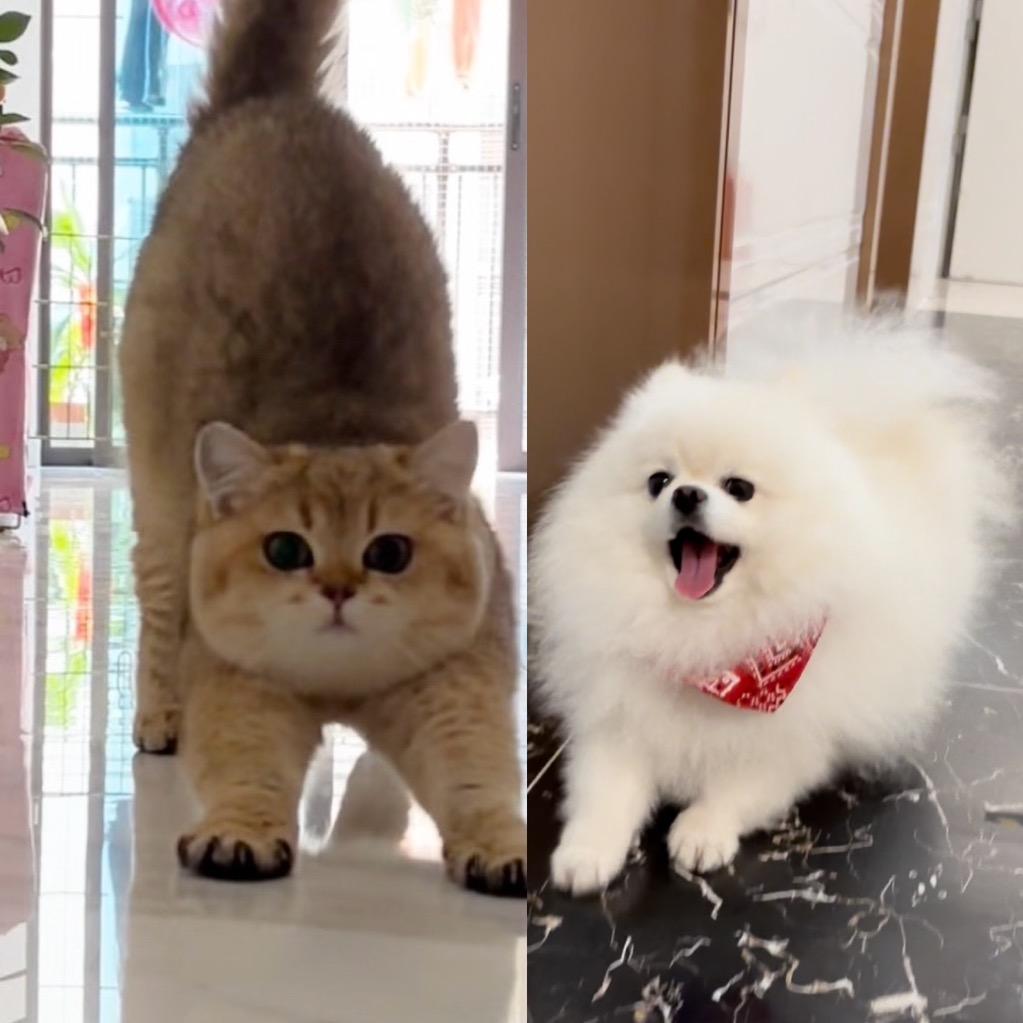 🐈妹🐶哥