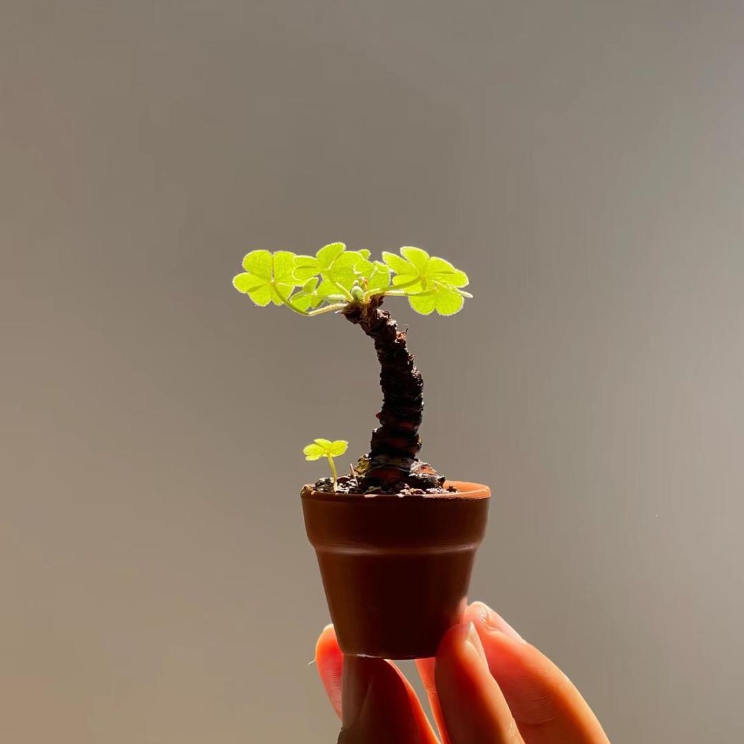 沭阳小花农