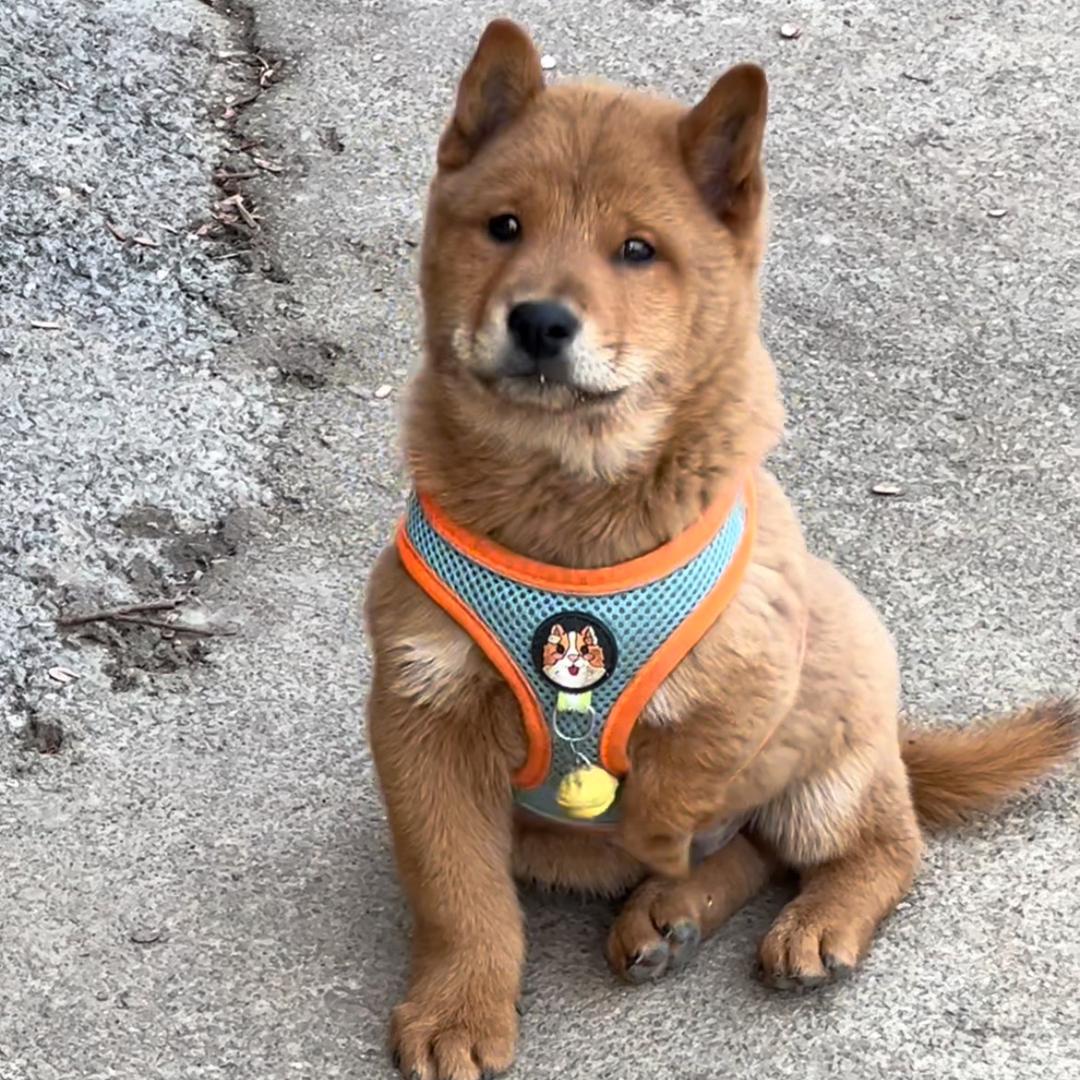 小陈优选田园犬宠物店