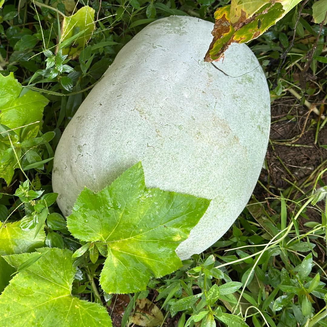 睡不醒的大东瓜