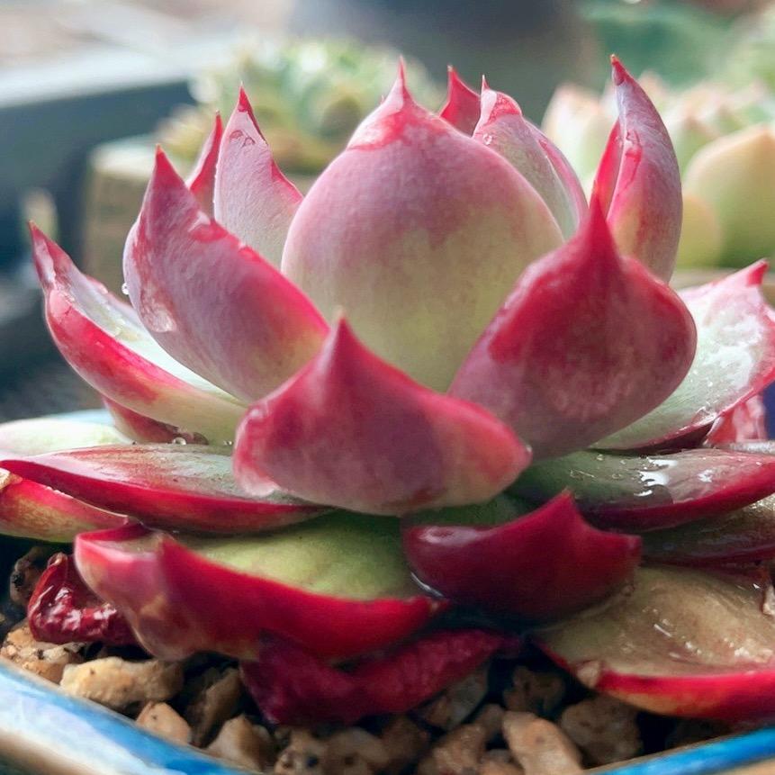 紫色烟花
