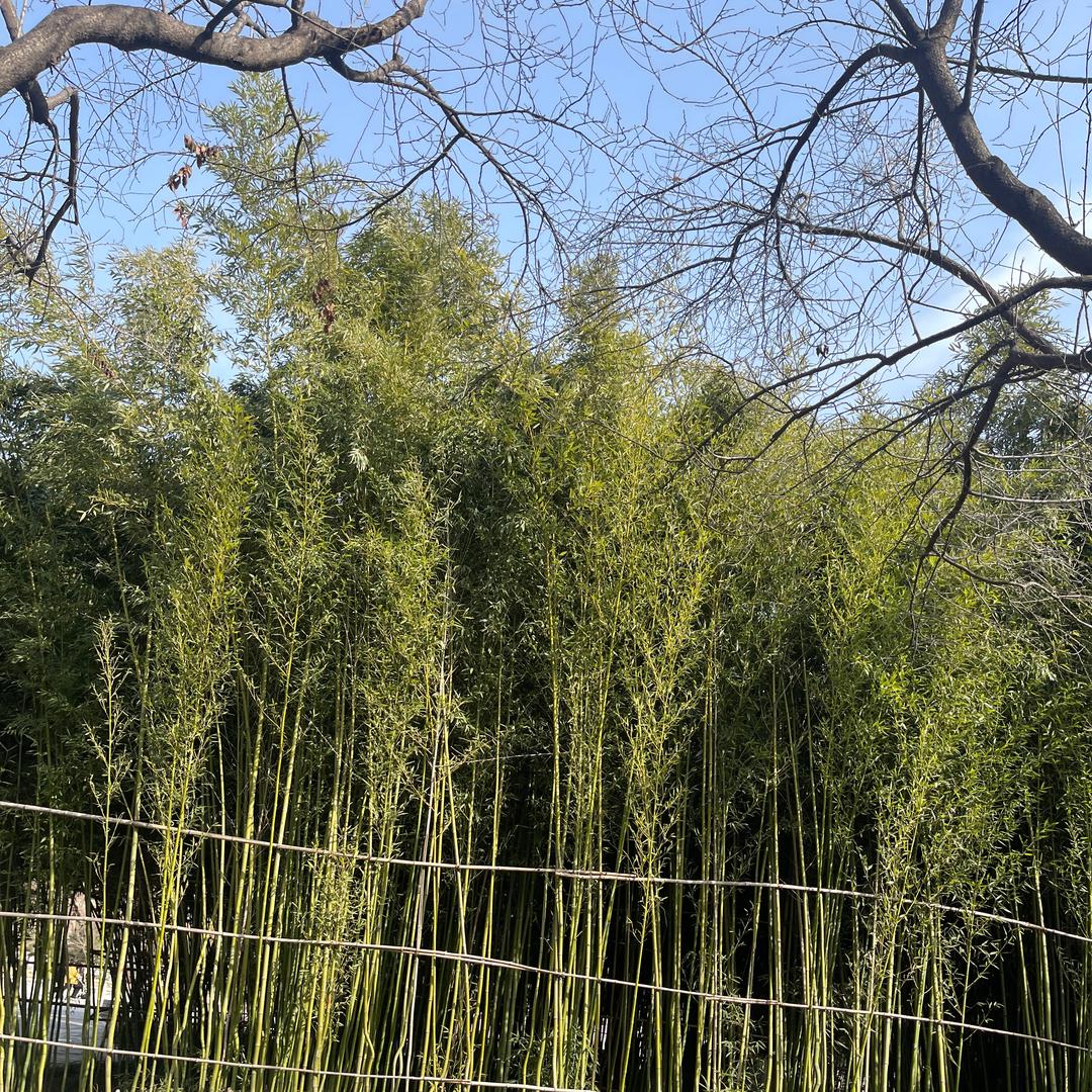 竹子