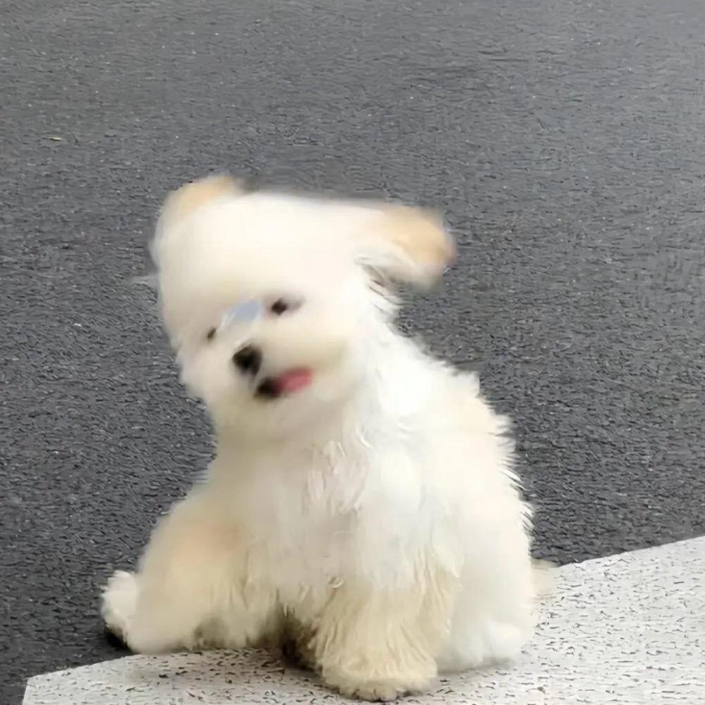 不爱吃芒果