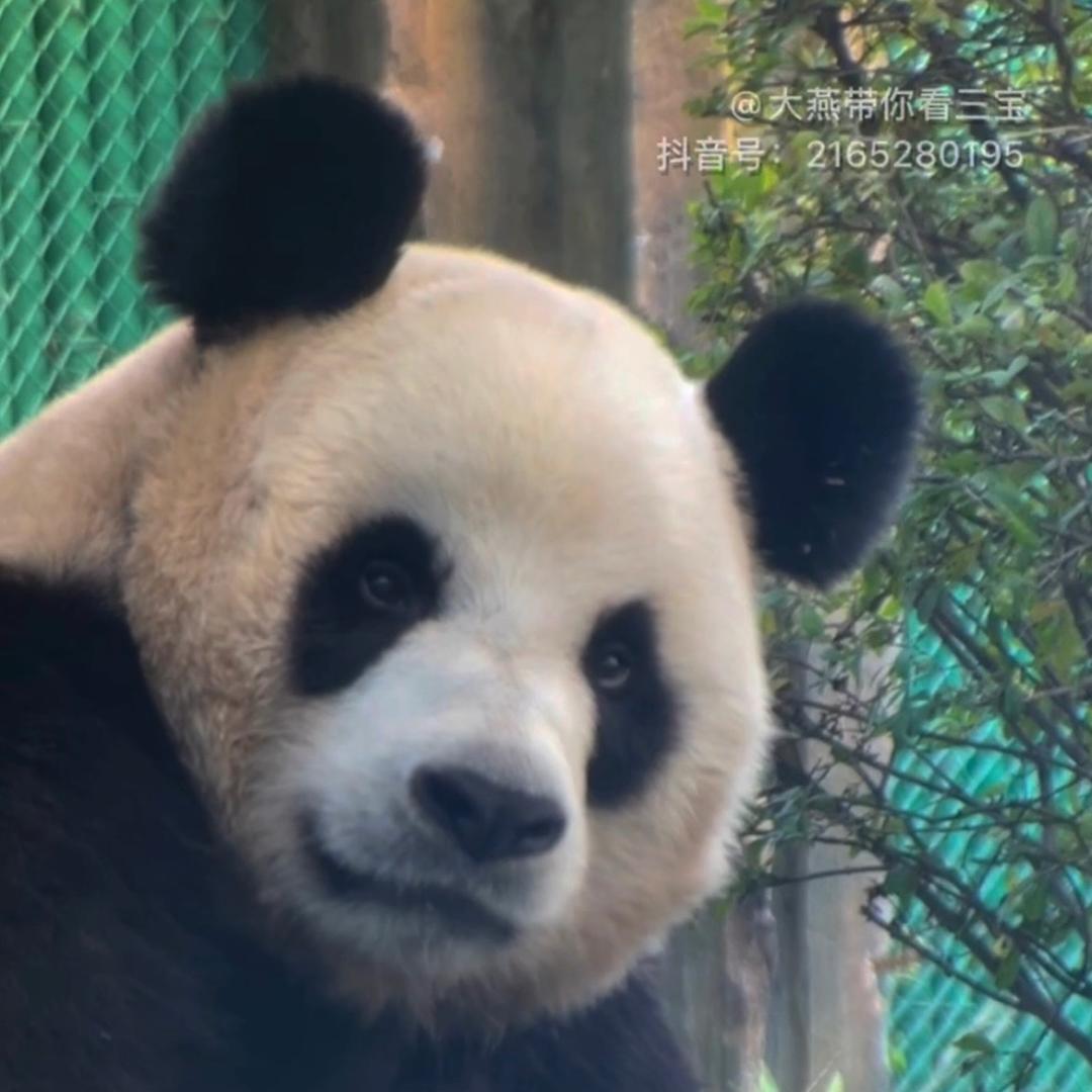 燕姐看三宝