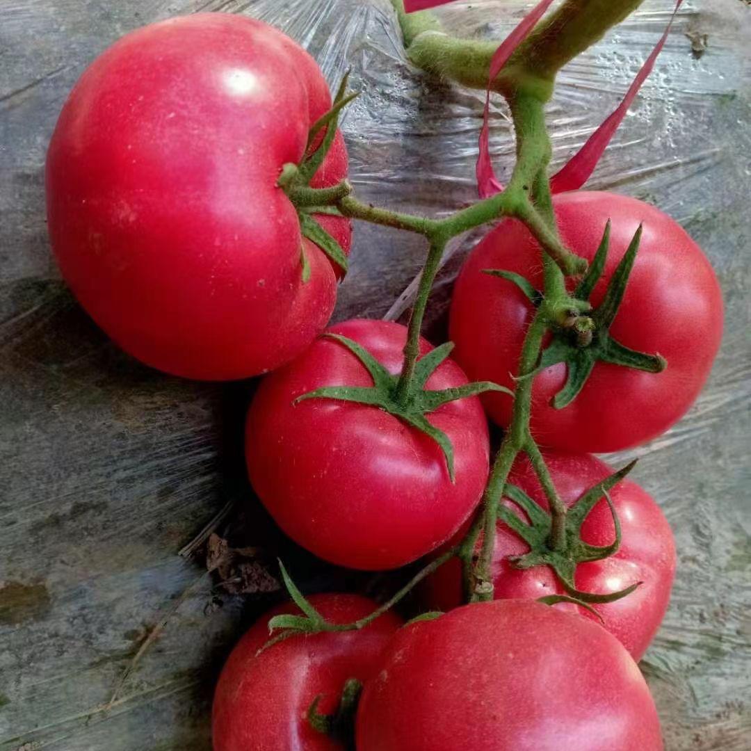 河北蔬菜种苗（娟娟）