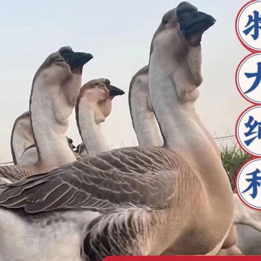 如懿家庭农场
