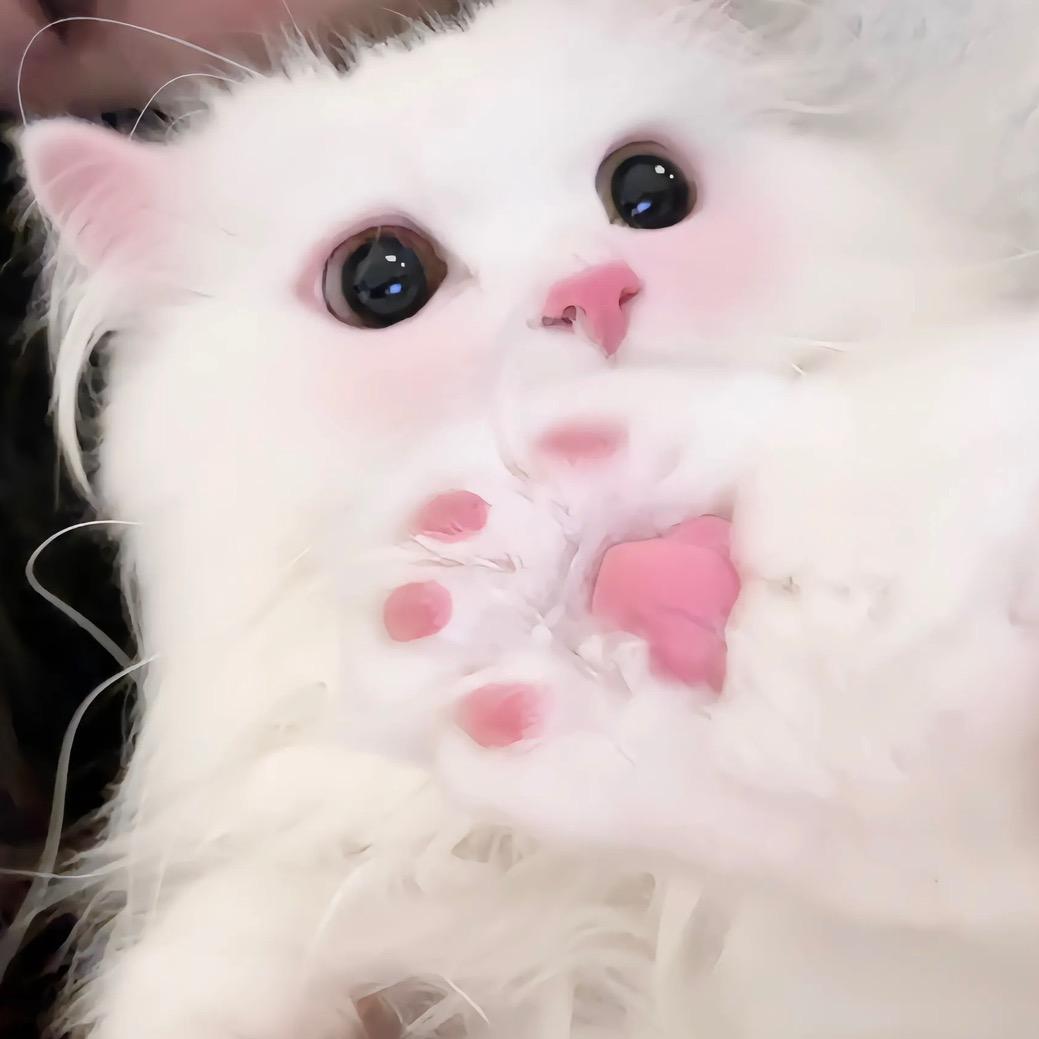 瞌睡小柔՞•･•՞🐾