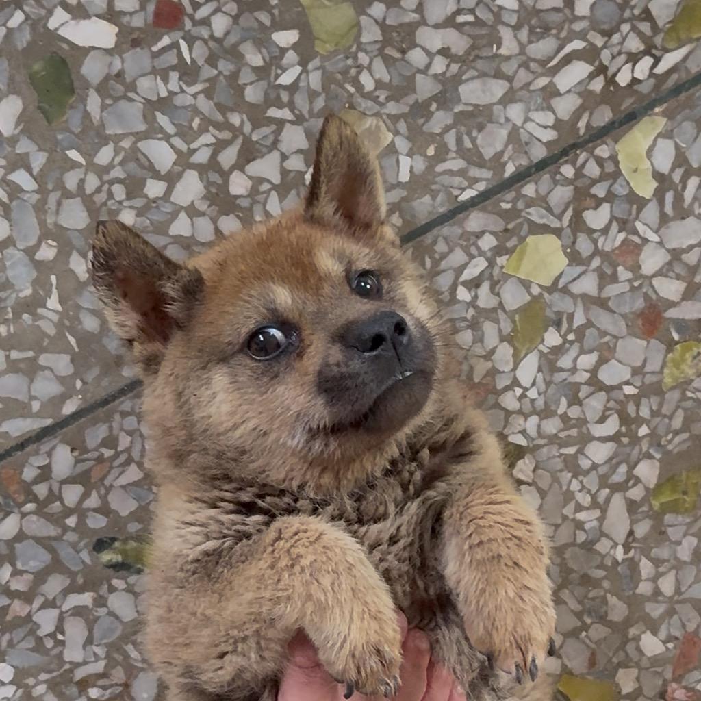 长不大的土狗嘟嘟