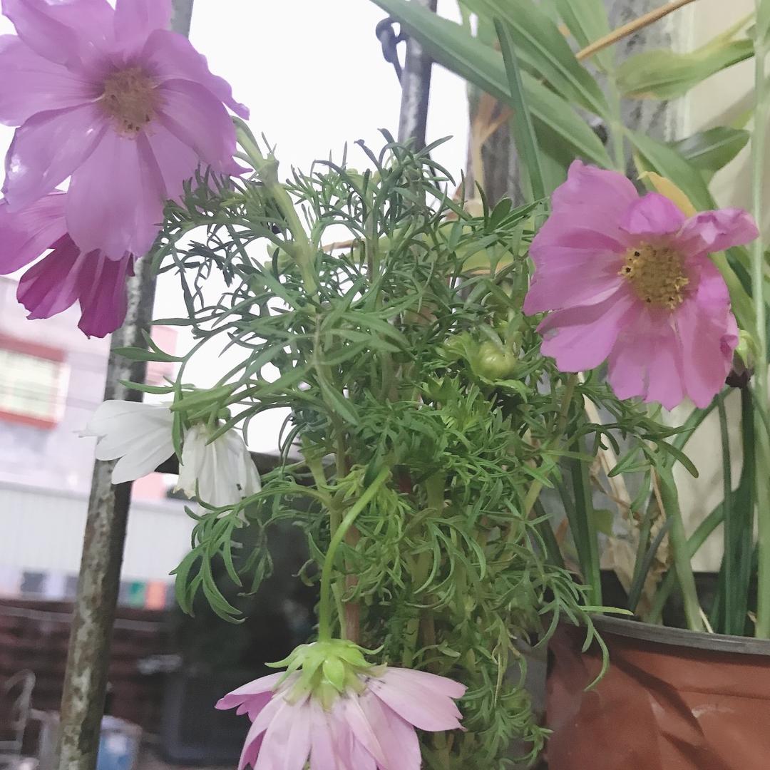 小苏
