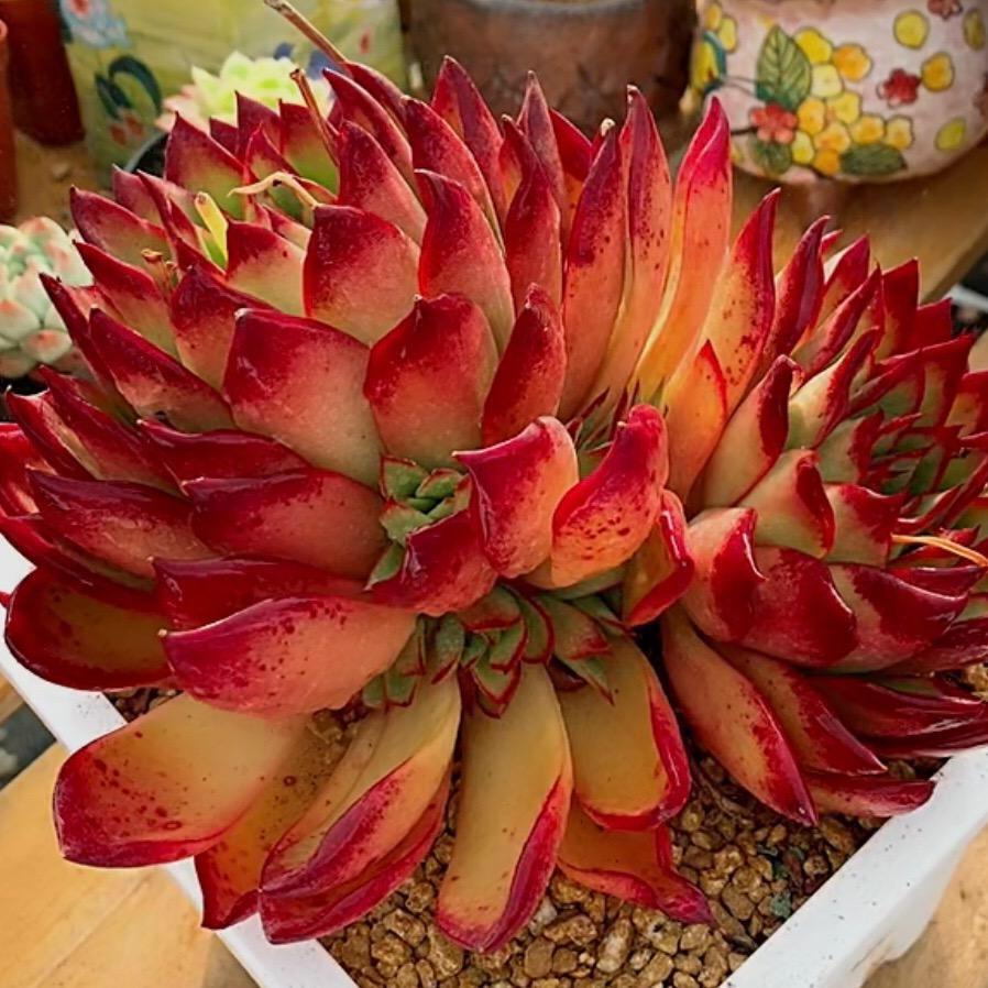 欢喜自在🌹🌹🌹